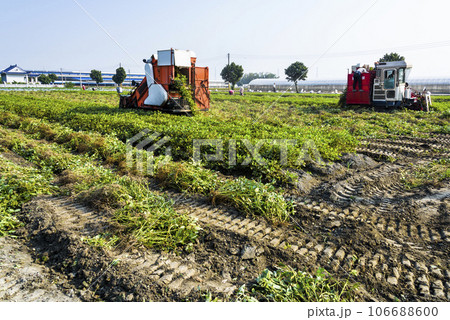 Farmers use tractors pulling is harvest peanuts in Yunlin County, Taiwan. Farmers use tractors pulling is harvest peanuts in Yunlin County, Taiwan. 106688600