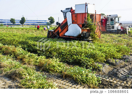 Farmers use tractors pulling is harvest peanuts in Yunlin County, Taiwan. Farmers use tractors pulling is harvest peanuts in Yunlin County, Taiwan. 106688601