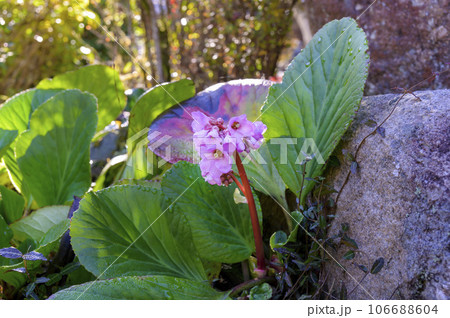 ヒマラヤユキノシタ（ベルゲニア） 106688604