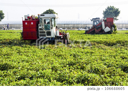 Farmers use tractors pulling is harvest peanuts in Yunlin County, Taiwan. 106688605