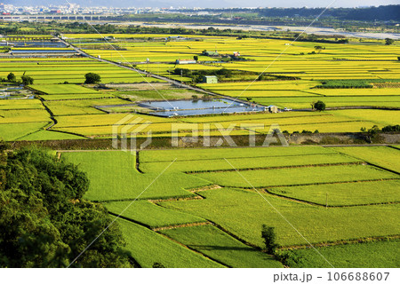 Overlooking views of rice fields in the Waipu Lotus Valley Taichung, Taiwan. 106688607