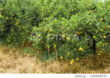 Many orange trees are in the orchard of Taichung, Taiwan. Many orange trees are in the orchard of Taichung, Taiwan. 106688610