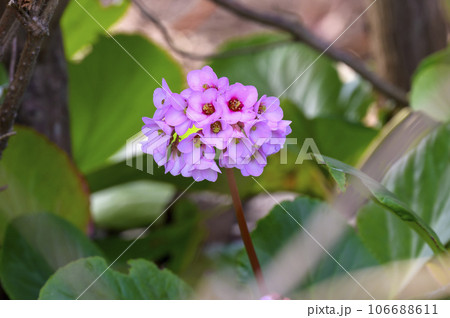 ヒマラヤユキノシタ（ベルゲニア） 106688611