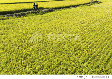 Overlooking views of rice fields in the Waipu Lotus Valley Taichung, Taiwan. 106688613