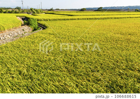 Overlooking views of rice fields in the Waipu Lotus Valley Taichung, Taiwan. 106688615