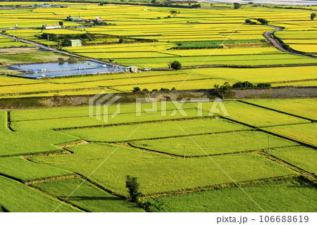 Overlooking views of rice fields in the Waipu Lotus Valley Taichung, Taiwan. Overlooking views of rice fields in the Waipu Lotus Valley Taichung, Taiwan. 106688619