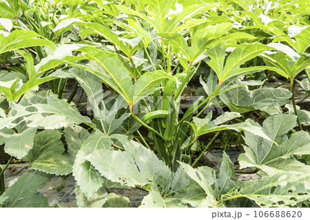 The okra fruit is in the fruiting stage, in the farmland of Pingtung, Taiwan. The okra fruit is in the fruiting stage, in the farmland of Pingtung, Taiwan. 106688620