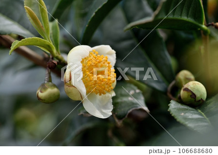 チャの花 チャの花 106688680