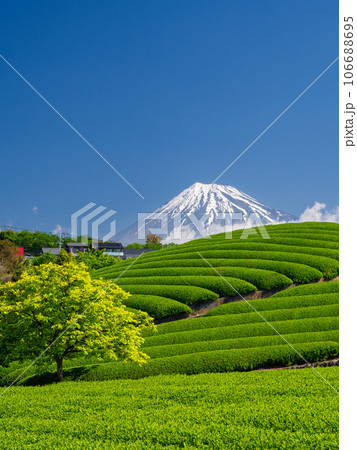 静岡_富士山と茶畑の絶景 静岡_富士山と茶畑の絶景 106688695