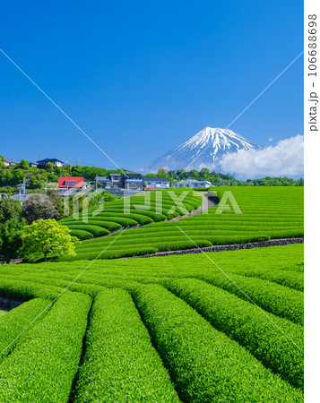 静岡_富士山と茶畑の絶景 106688698