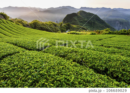 Beautiful tea plantation landscape on the mountaintop of Shizhao in Chiayi, Taiwan. Beautiful tea plantation landscape on the mountaintop of Shizhao in Chiayi, Taiwan. 106689029