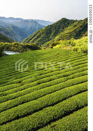 Beautiful tea plantation landscape on the mountaintop of Shizhao in Chiayi, Taiwan. 106689033