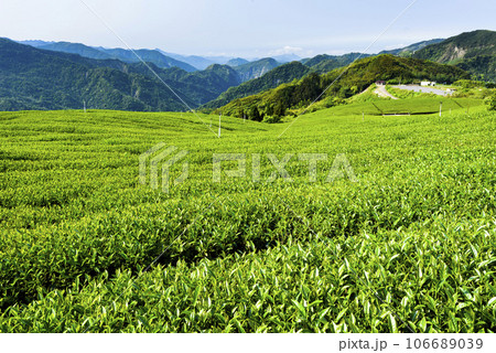 Beautiful tea plantation landscape on the mountaintop of Shizhao in Chiayi, Taiwan. 106689039