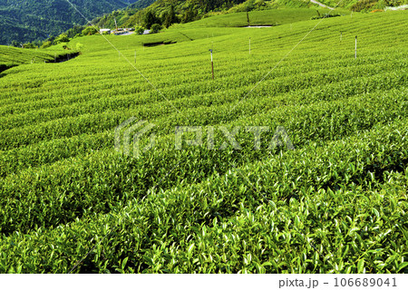 Beautiful tea plantation landscape on the mountaintop of Shizhao in Chiayi, Taiwan. 106689041