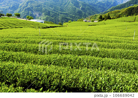 Beautiful tea plantation landscape on the mountaintop of Shizhao in Chiayi, Taiwan. 106689042