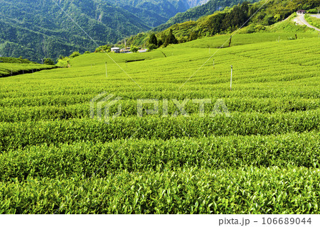 Beautiful tea plantation landscape on the mountaintop of Shizhao in Chiayi, Taiwan. 106689044