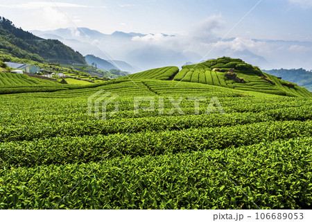 Beautiful tea plantation landscape on the mountaintop of Shizhao in Chiayi, Taiwan. Beautiful tea plantation landscape on the mountaintop of Shizhao in Chiayi, Taiwan. 106689053