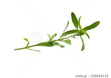 Fresh tarragon herbs, Tarragon herbs close up isolated on white background Fresh tarragon herbs, Tarragon herbs close up isolated on white background 106689119