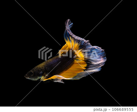 Multicolor half moon Betta splendens fish (Siamese fighting fish) on black background. 106689555