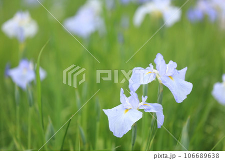 空色の花菖蒲 106689638