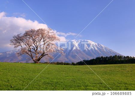 岩手県岩手郡雫石町丸谷地 小岩井農場の一本桜満開のエドヒガンと残雪の岩手山 岩手県岩手郡雫石町丸谷地 小岩井農場の一本桜満開のエドヒガンと残雪の岩手山 106689885