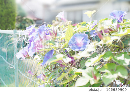 フェンスに咲く綺麗な朝顔　オールドレンズ 106689909