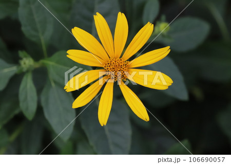 夏の庭に咲く黄色いヒメヒマワリの花 夏の庭に咲く黄色いヒメヒマワリの花 106690057