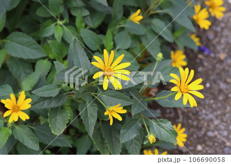 夏の庭に咲く黄色いヒメヒマワリの花 夏の庭に咲く黄色いヒメヒマワリの花 106690058