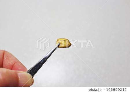 自然金　砂金 ナゲット 106690212
