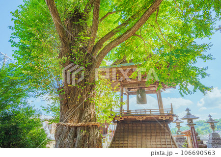 【夏の北向観音】愛染カツラと鐘楼【別所温泉】 106690563