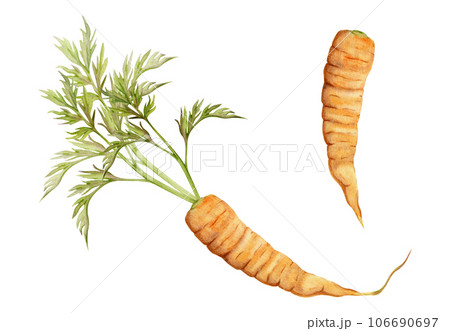 Hand drawn watercolor carrot orange vegetable for diet and healthy lifestyle, vegan cooking. Illustration single object isolated on white background. Design for poster, print, website, card, menu 106690697