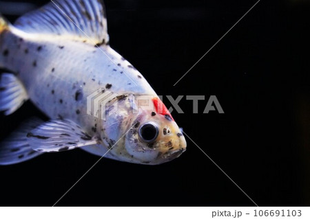 魚、金魚、カラフル、泳ぐ、水槽、水色、日本、模様、カラフル、白、赤、黒、浮く、水、綺麗、可愛い、観賞 魚、金魚、カラフル、泳ぐ、水槽、水色、日本、模様、カラフル、白、赤、黒、浮く、水、綺麗、可愛い、観賞 106691103