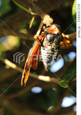 カマキリが前足に備わった大きな鎌で油蝉を捕まえて捕食する残酷な生態写真 カマキリが前足に備わった大きな鎌で油蝉を捕まえて捕食する残酷な生態写真 106691339