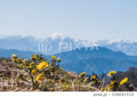 福寿草と北アルプス 106691418