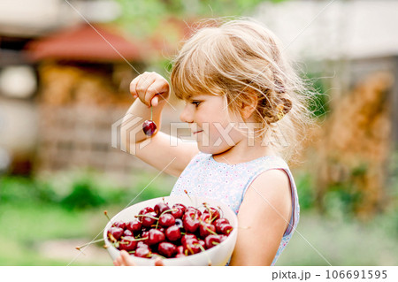 Little preschool girl picking and eating ripe cherries from tree in garden. Happy toddler child holding fresh fruits. Healthy organic berry cherry fruit, summer harvest season. 106691595
