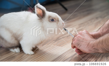 A man gives a rabbit medicine from a syringe. Bunny drinks from a syringe.  106691926