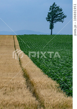 メルヘンの丘 106691951