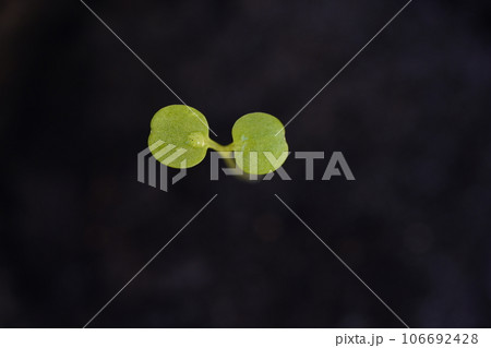 黒バックに浮き立つパンジーの双葉 黒バックに浮き立つパンジーの双葉 106692428