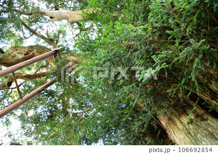 群馬県前橋市富士見町　横室の大榧 106692854