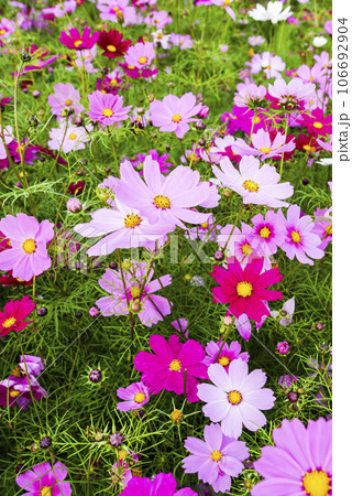 A large area of Cosmos Bipinnatus flowers as a background 106692904