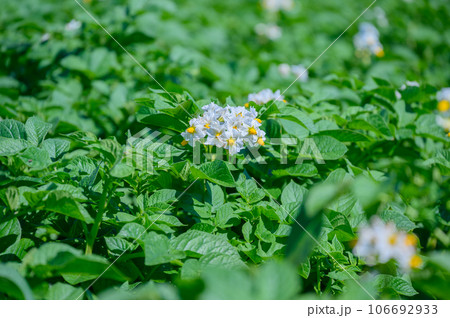 ジャガイモの花咲く函館 106692933