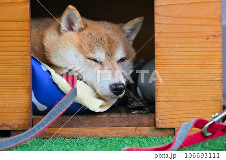 ハウスでまどろむ豆柴　柴犬 106693111