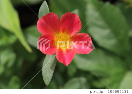 夏の庭に咲く赤いポーチュラカの花 106693151