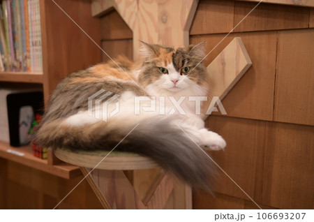 凛々しい猫のポートレイト 106693207