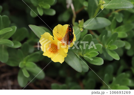 夏の庭に咲く黄色いポーチュラカに止まるベニシジミ蝶 106693269