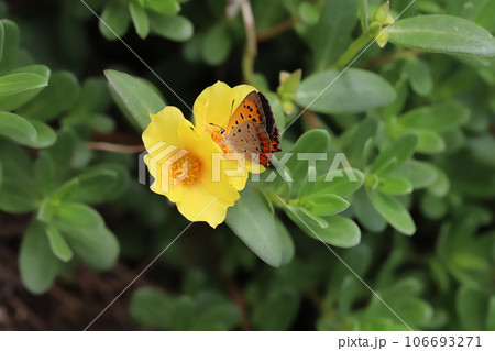 夏の庭に咲く黄色いポーチュラカに止まるベニシジミ蝶 106693271