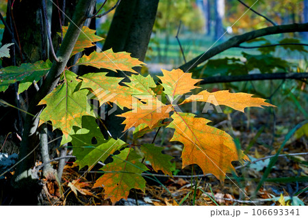 Autumn golden picture.branches with bright yellow orange leaves in shadow 106693341