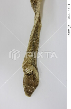 アオダイショウ抜け殻 アオダイショウ 抜け殻の写真素材 [106693401] - PIXTA