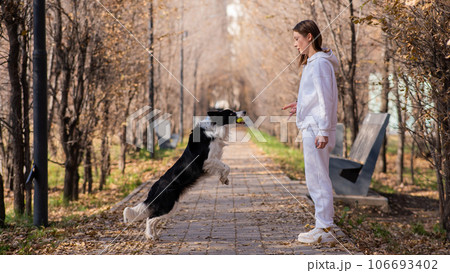 Caucasian woman walking with a dog in the park in autumn. The Border Collie jumps very high. 106693402