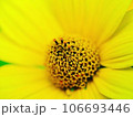 黄色い花 106693446